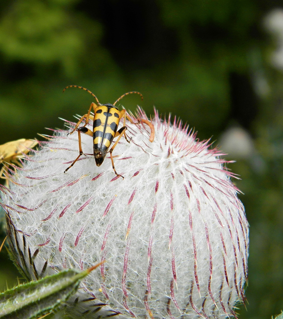 thistle mountains plant free photo