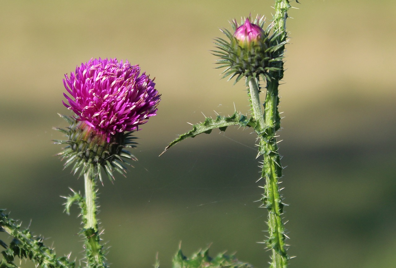 thistle plant spikes free photo