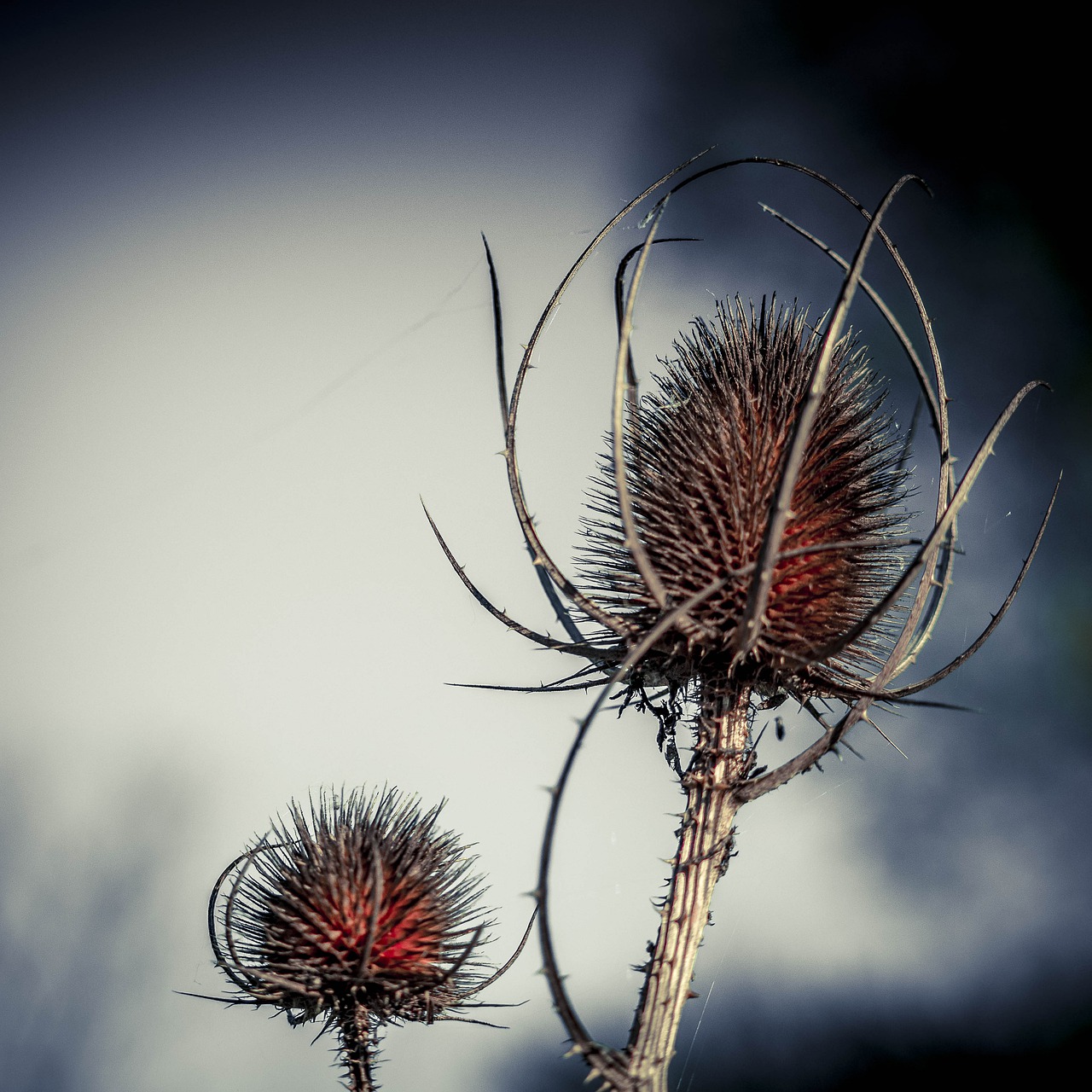 thistle nature no person free photo