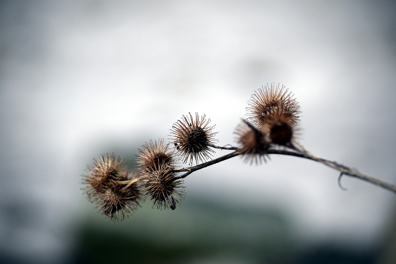 thistle nature plant free photo