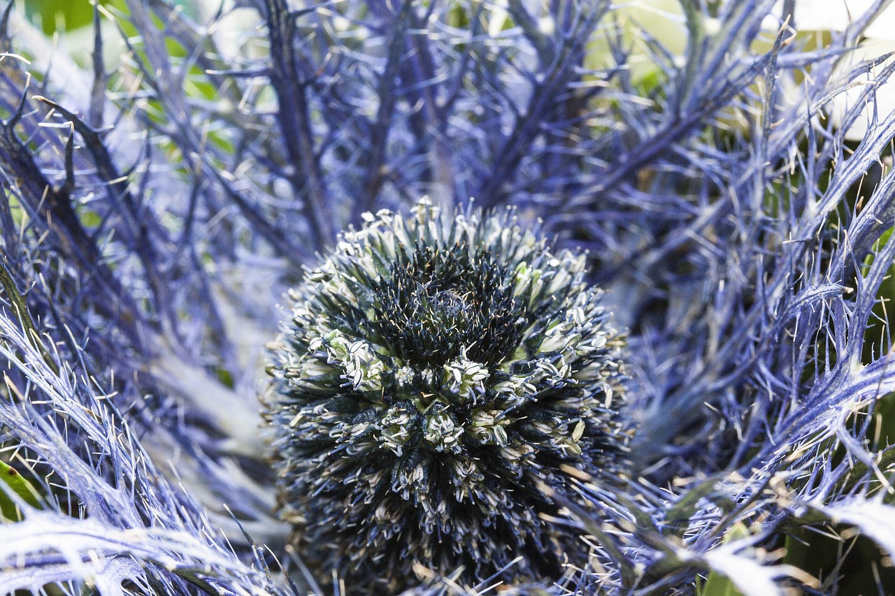 thistle nature plant free photo