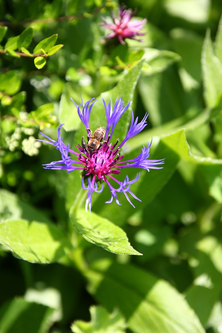 thistle blossom bloom free photo