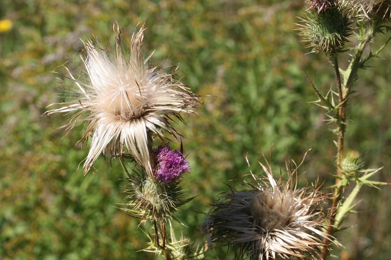 thistle plant weed free photo