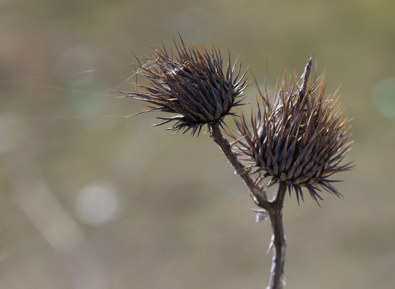 thistle spin plant free photo