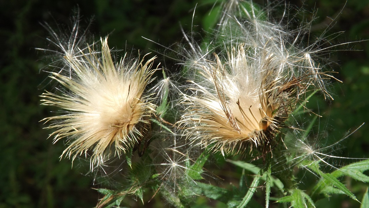 thistle fluff plant free photo