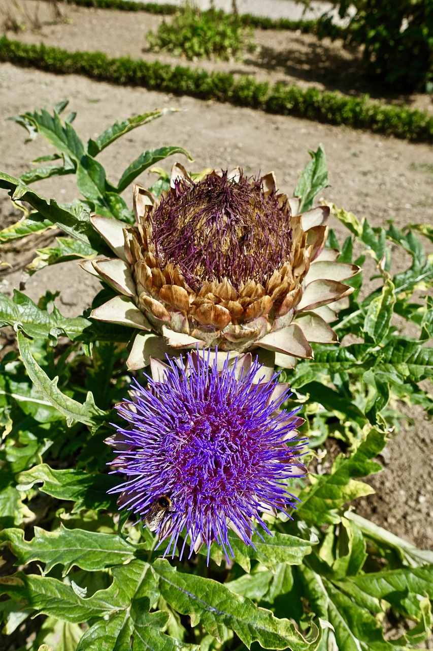 thistle  flower  flora free photo