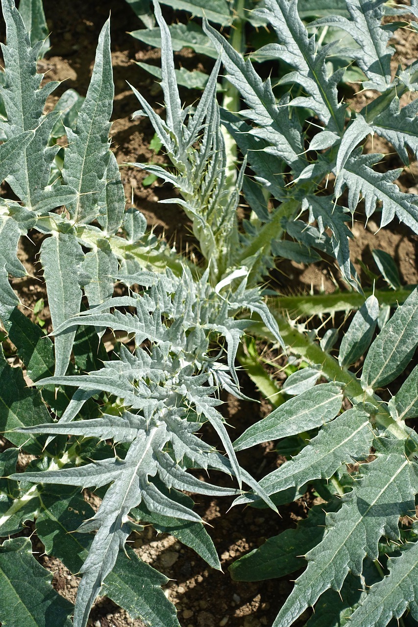 thistle  leaf  flora free photo