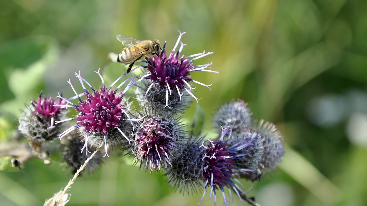 thistle  bee  meadow free photo