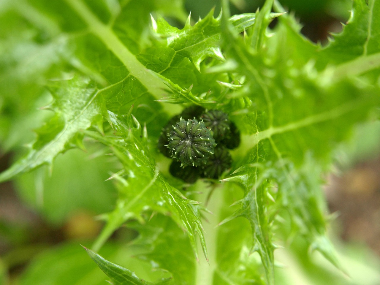 thistle plant nature free photo