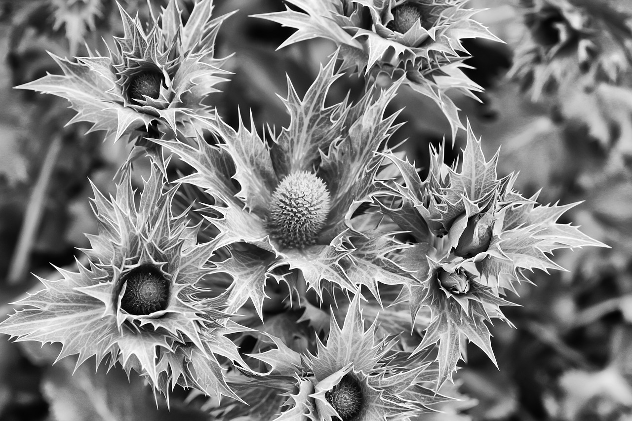 thistle  prickly  close up free photo