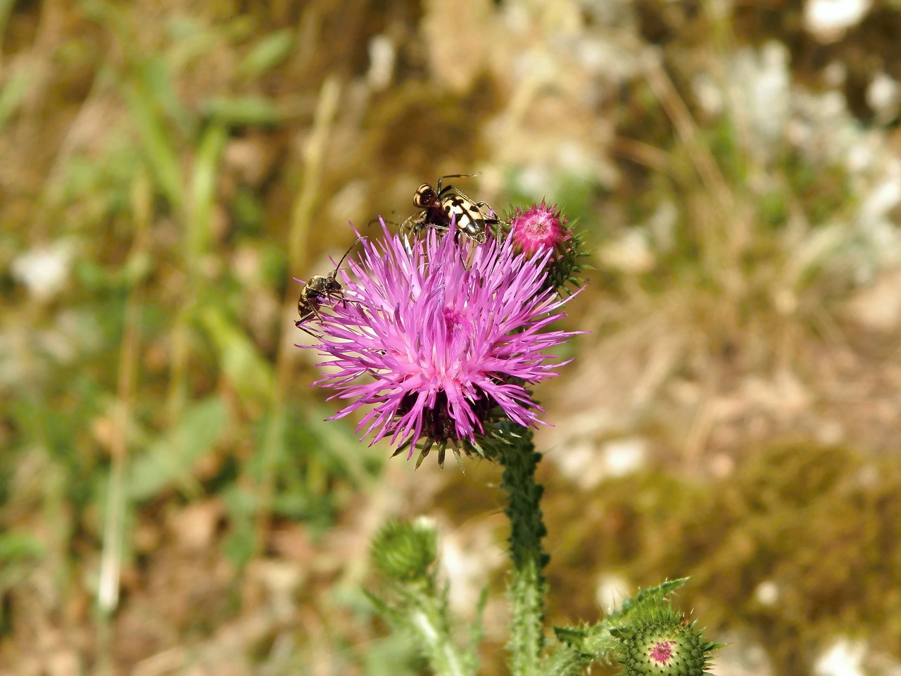 thistle  beetles free pictures free photo