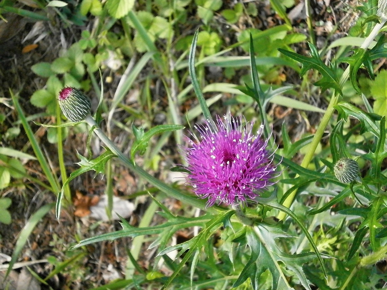 thistle pink flower purple flowers free photo