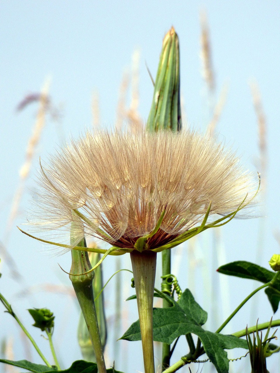 thistle  flower  leaf free photo