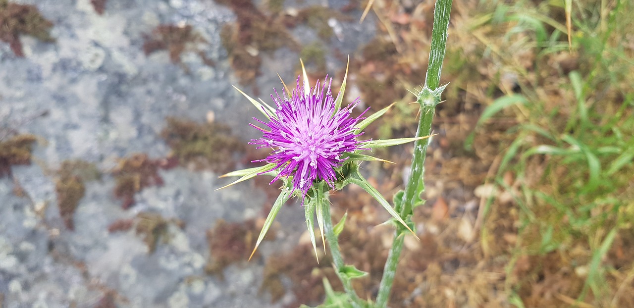 thistle  violet flower  cotton thistle free photo