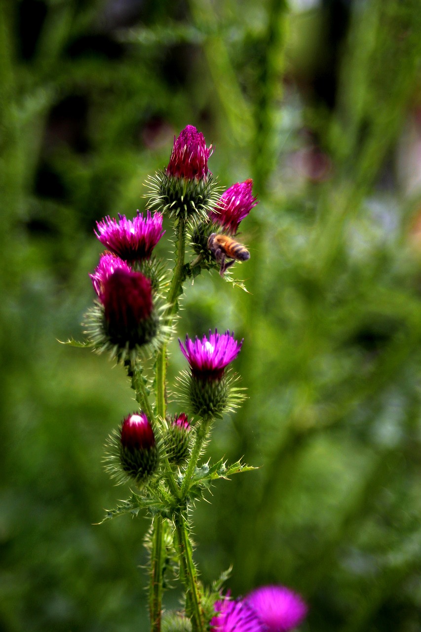 thistle  bug  flowers free photo