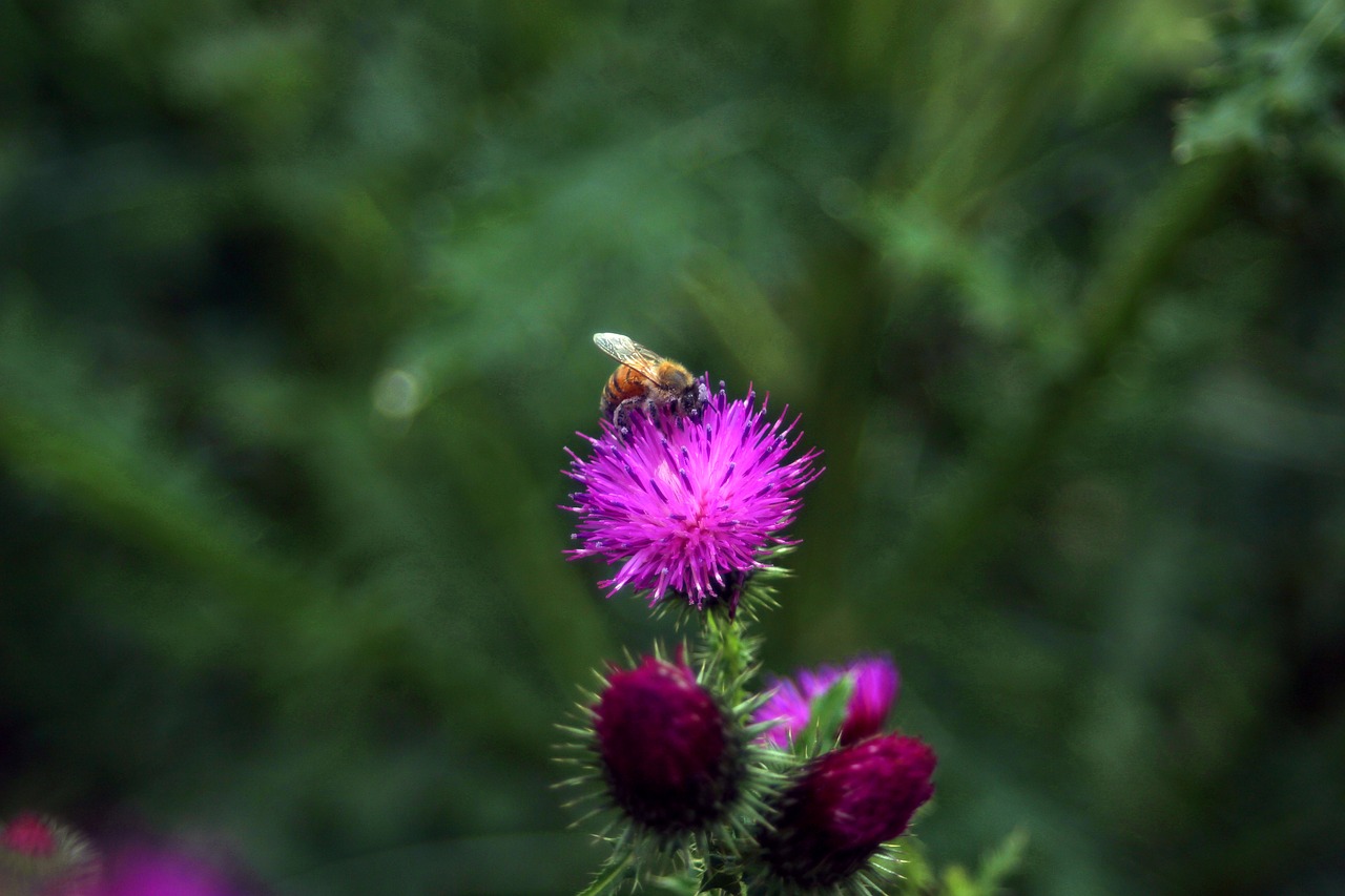 thistle  booger flowers  booger thistle free photo