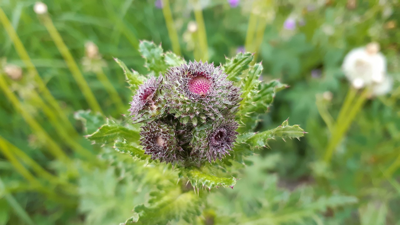 thistle  flower  summer free photo