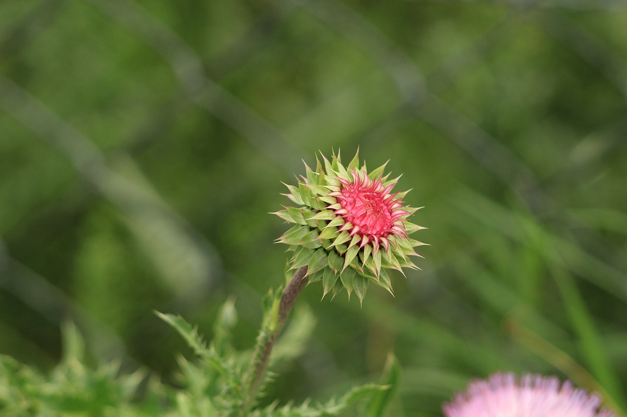 thistle  plant  flower free photo