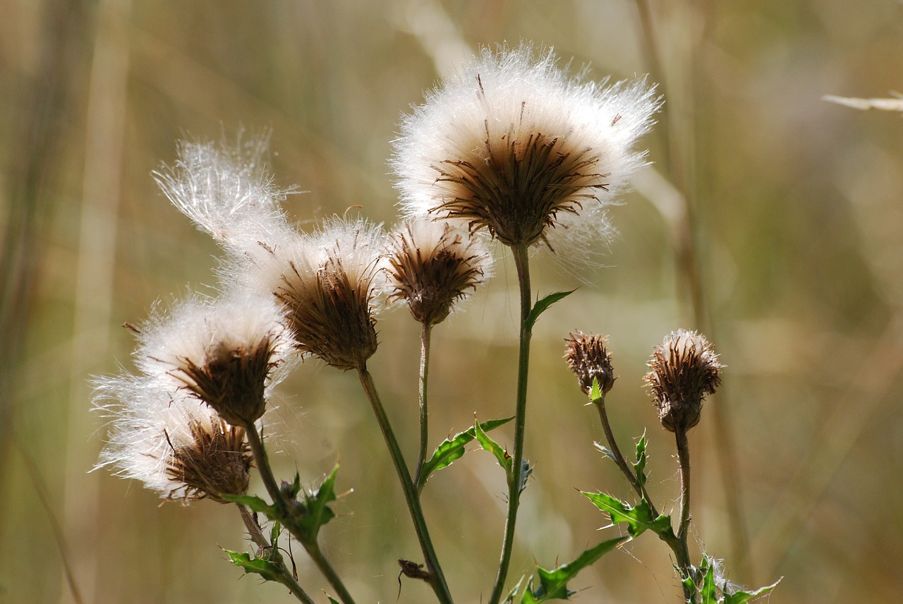 thistle prickly flower free photo