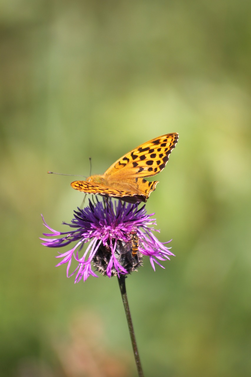 thistle  butterfly  insect free photo