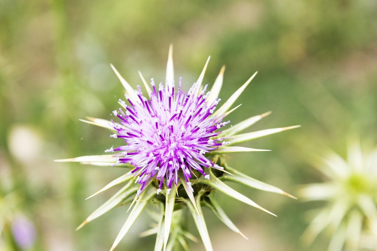 thistle  lilac  wild flower free photo