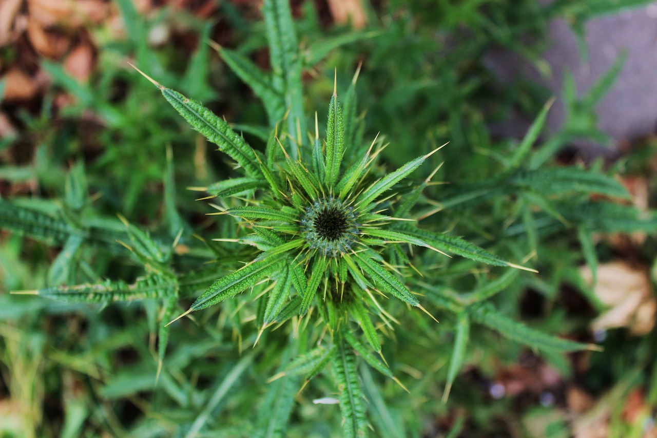 thistle  weed  bites free photo