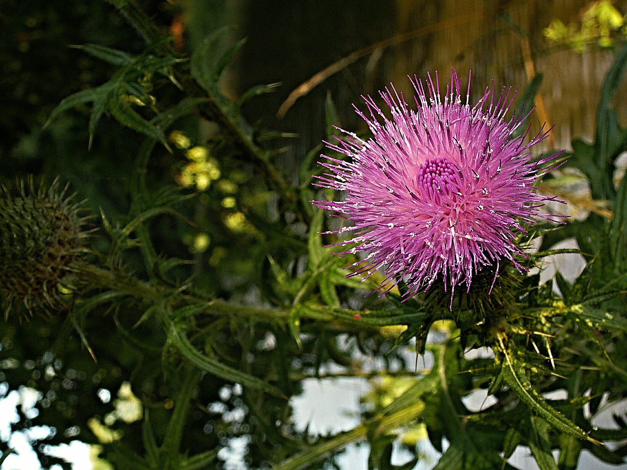 thistle flower purple free photo