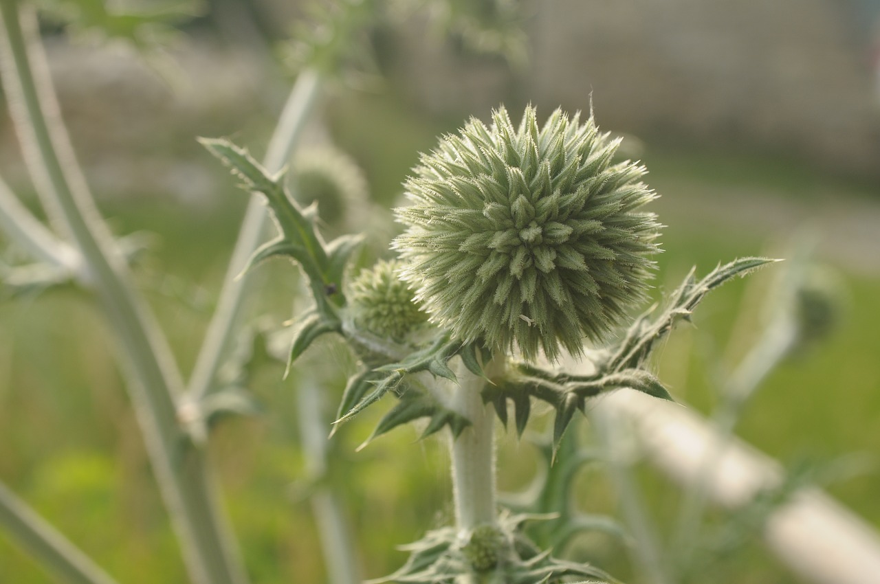 thistle  weed  nature free photo