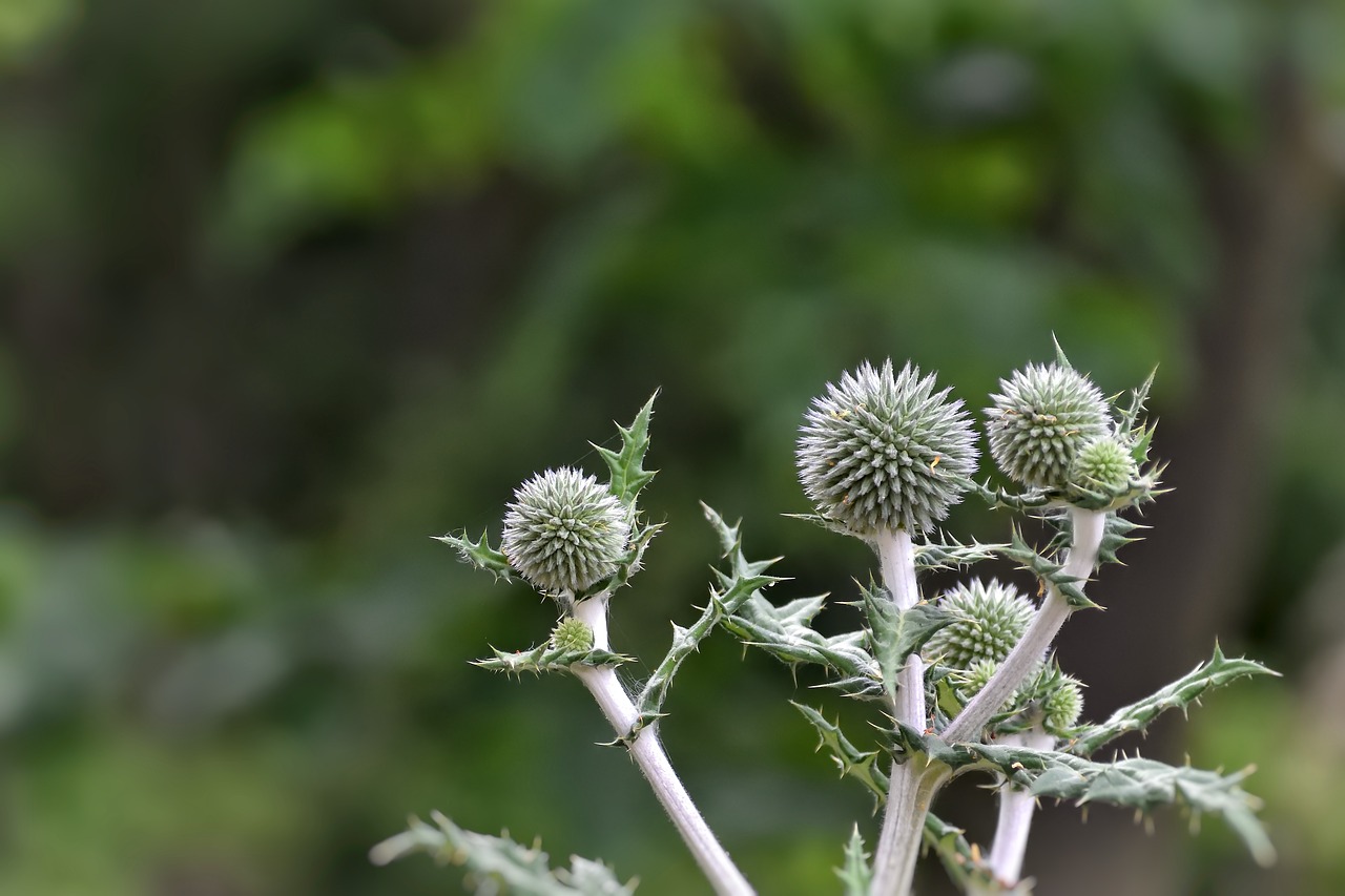 thistle  plant  green free photo