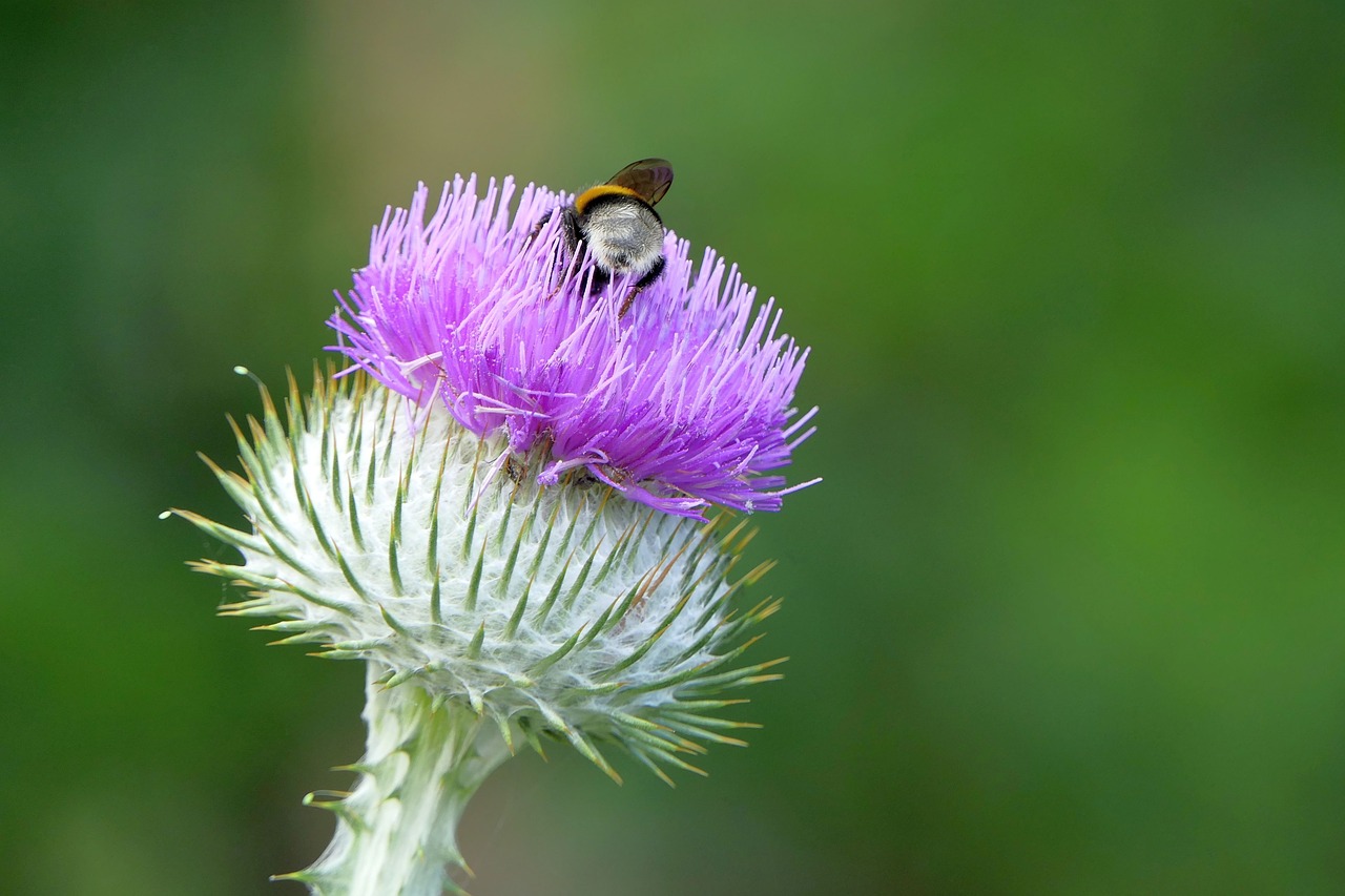 thistle  insect  nature free photo