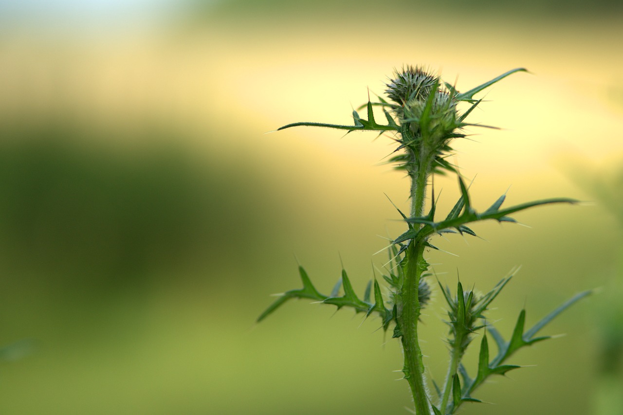 thistle  sting  prickly free photo