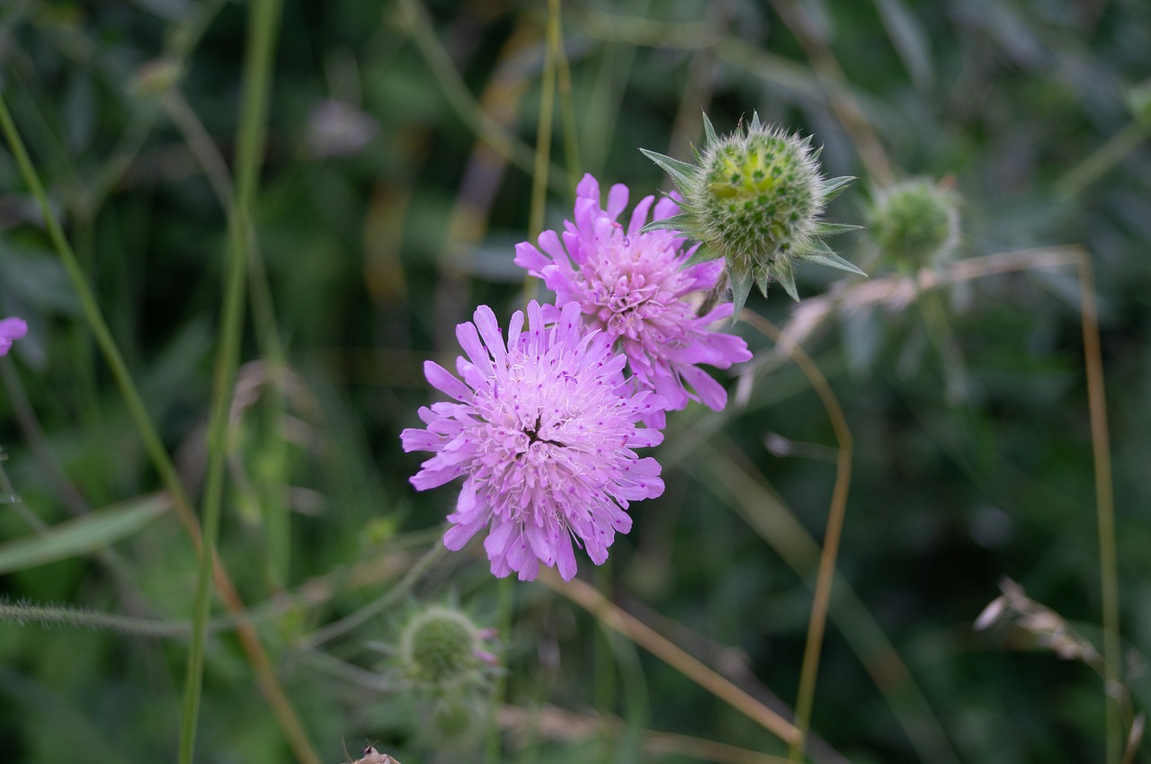 thistle  flower  pink free photo