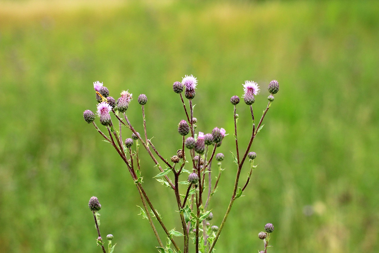 thistle  vegetation  meadow free photo