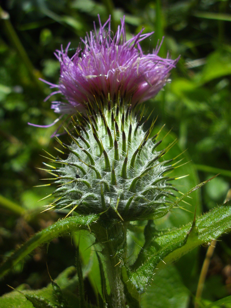 thistle  summer  purple free photo