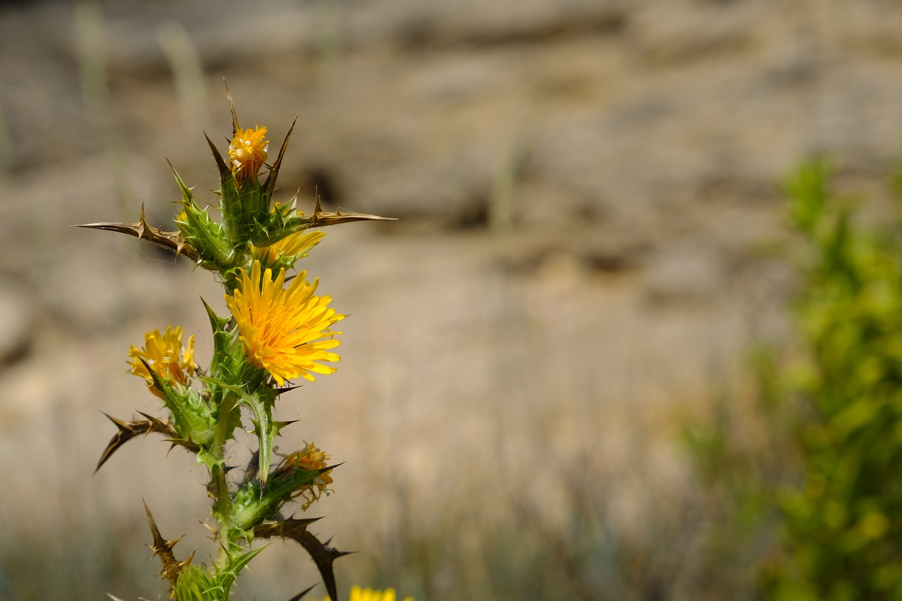 thistle  safflower  carthamus free photo