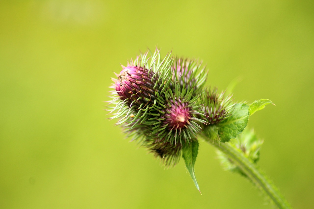 thistle  burdock  plant free photo