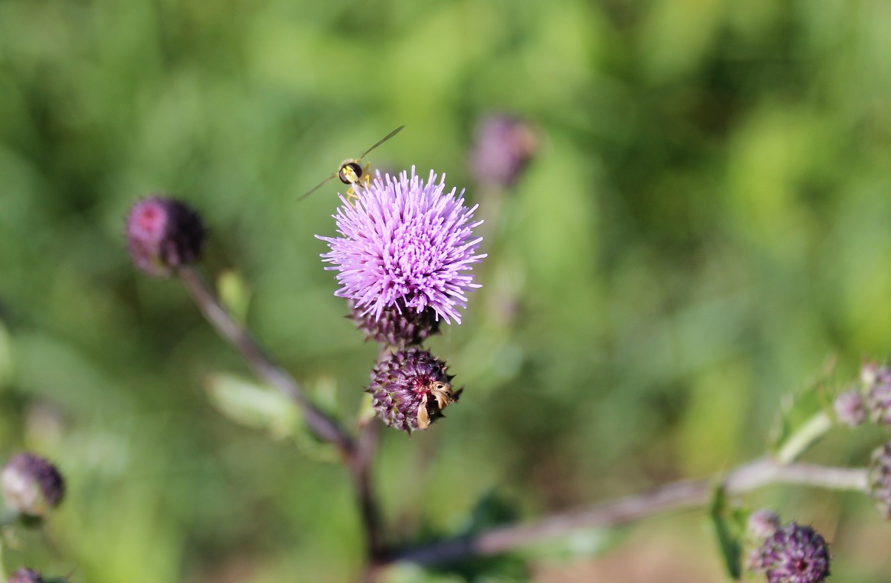 thistle  blossom  bloom free photo