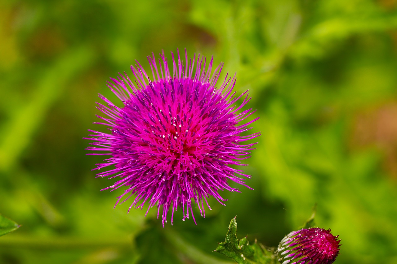 thistle  wildflower  flowers free photo