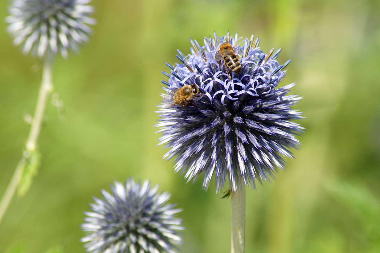 thistle  flower  bee free photo