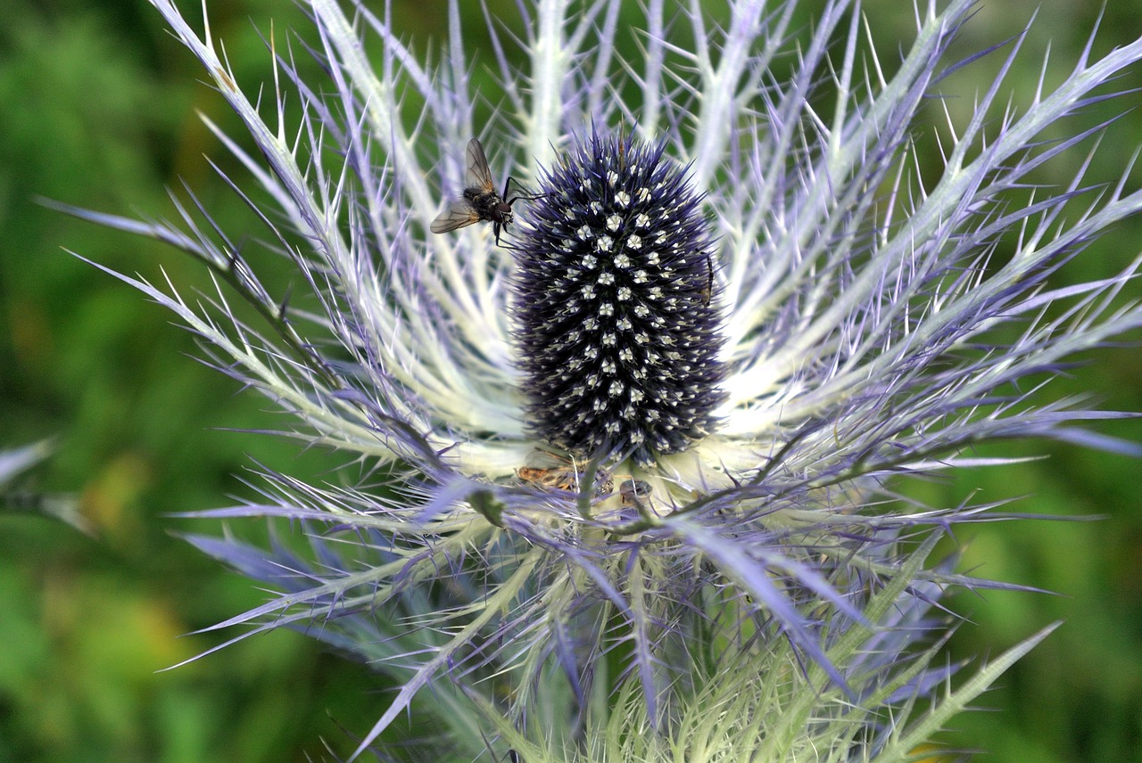 thistle  fly  nature free photo