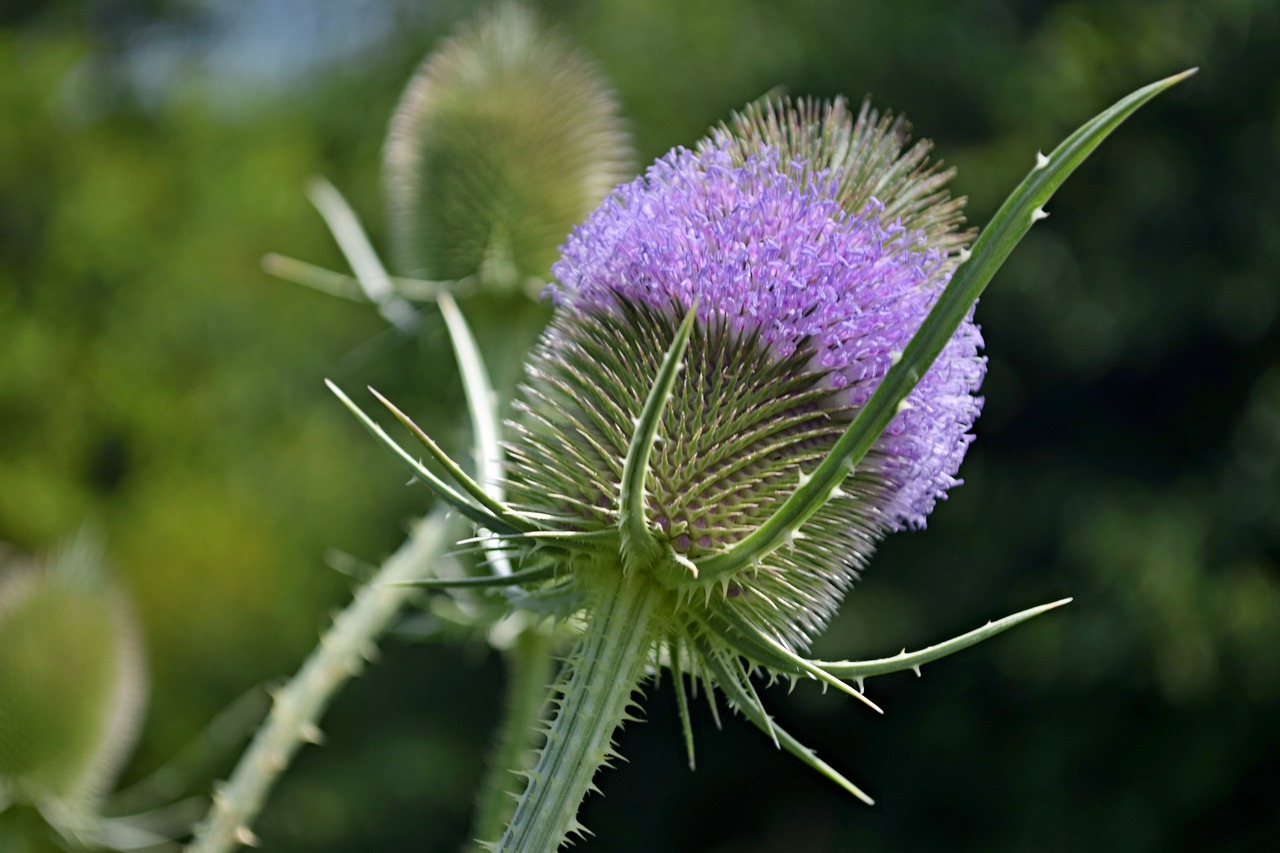 thistle  flower  meadow free photo