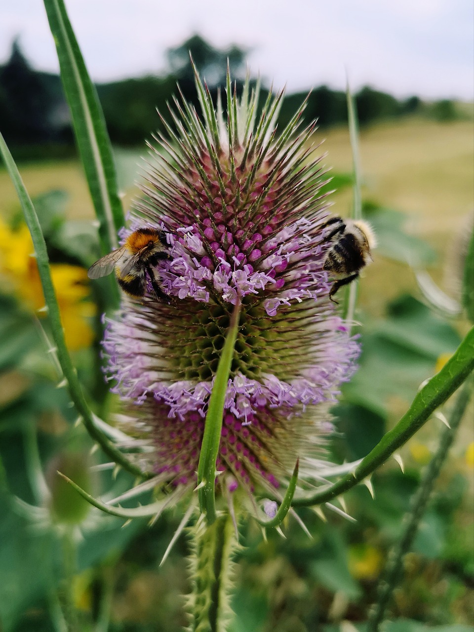 thistle  bee  meadow free photo