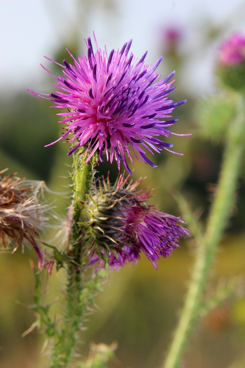 thistle  purple  morning free photo