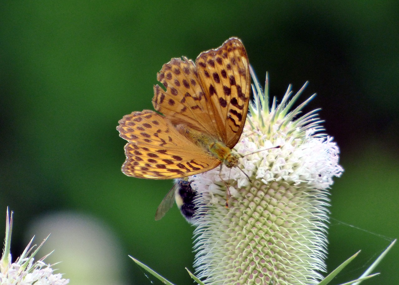 thistle  butterfly  antennas free photo