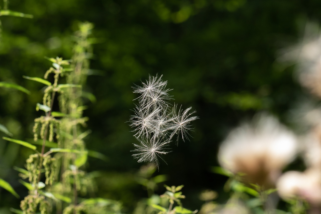 thistle  flying seeds  delicate free photo
