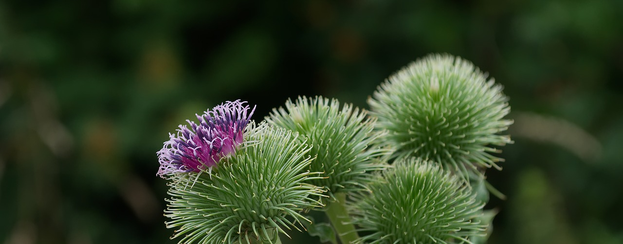 thistle  blossom  bloom free photo