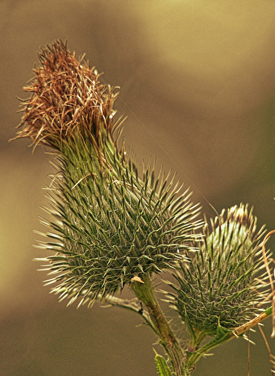 thistle  inflorescence  close up free photo