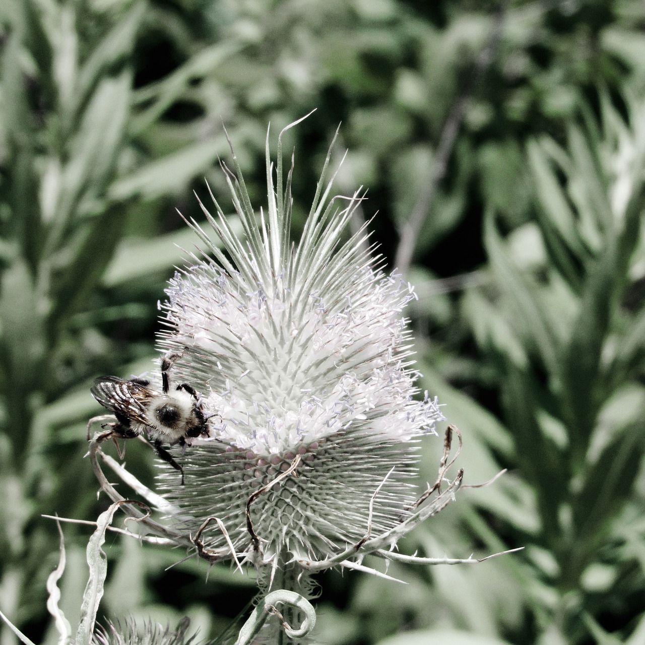 thistle  bumblebee  flower free photo