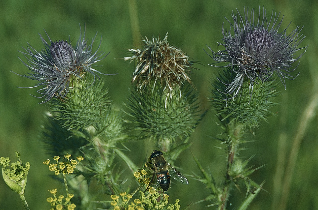 thistle  fly  inflorescence free photo