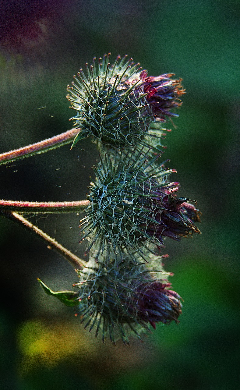 thistle  inflorescence  backlighting free photo